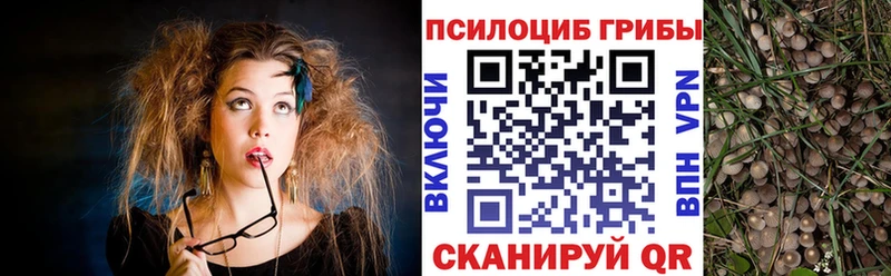 закладка  Губаха  Псилоцибиновые грибы Psilocybe 